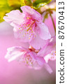河津櫻 / 微距 87670413