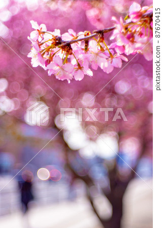 Kawazu cherry blossoms along the sidewalk Kawazu cherry blossoms along the sidewalk 87670415