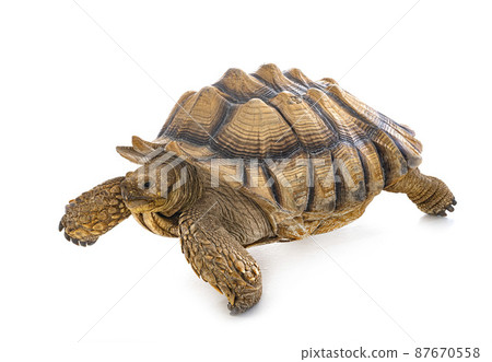 African spurred tortoise in studio African spurred tortoise in studio 87670558