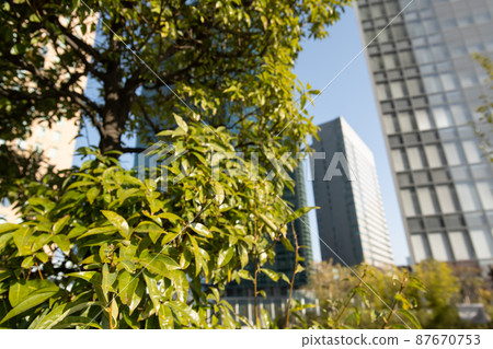 Skyscrapers and fresh green roadside trees 87670753