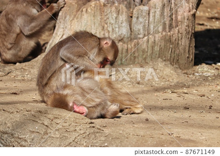 日本獼猴美容朋友 日本獼猴美容朋友 87671149