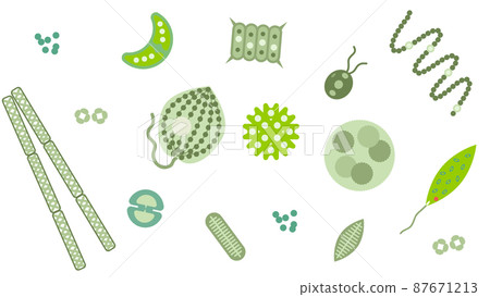 浮游植物 87671213