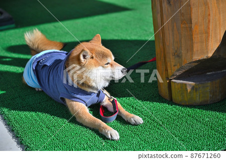 曬太陽的柴犬，豆柴 87671260