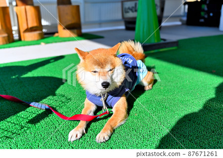 曬太陽的柴犬,豆柴 曬太陽的柴犬,豆柴 87671261