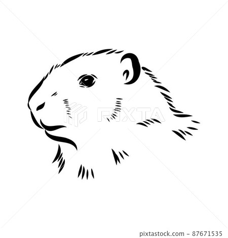 Groundhog sketch vector graphics black and white monochrome figure head Groundhog sketch vector graphics black and white monochrome figure head 87671535