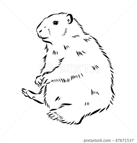 Groundhog sketch vector graphics black and white monochrome figure head Groundhog sketch vector graphics black and white monochrome figure head 87671537