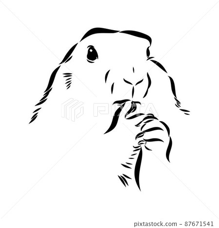 Groundhog sketch vector graphics black and white monochrome figure head Groundhog sketch vector graphics black and white monochrome figure head 87671541