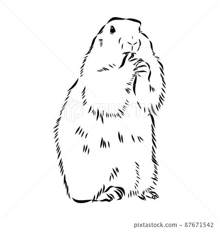 Groundhog sketch vector graphics black and white monochrome figure head Groundhog sketch vector graphics black and white monochrome figure head 87671542