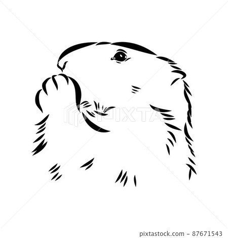 Groundhog sketch vector graphics black and white monochrome figure head Groundhog sketch vector graphics black and white monochrome figure head 87671543