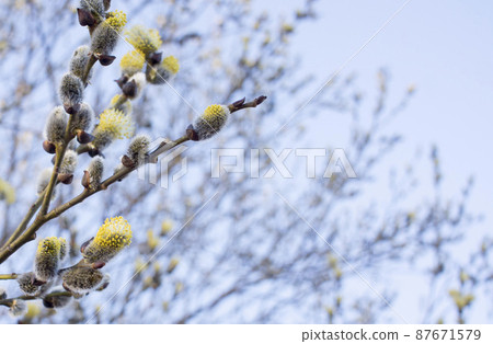 Palm Sunday concept, Verba flowers in spring forest.  87671579