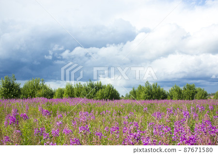 Pink flower on fireweed flower field background Pink flower on fireweed flower field background 87671580