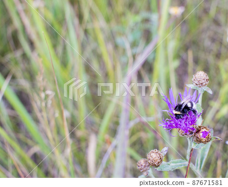Bumblebee on a thistle against blured green background with copy space 87671581