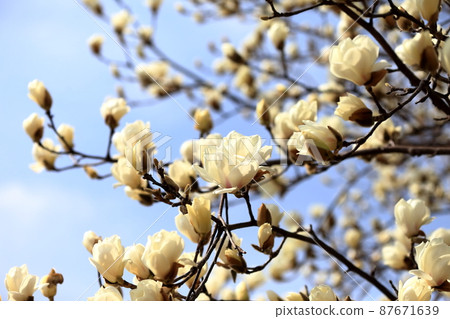 Fist Flower Fist Flower 87671639