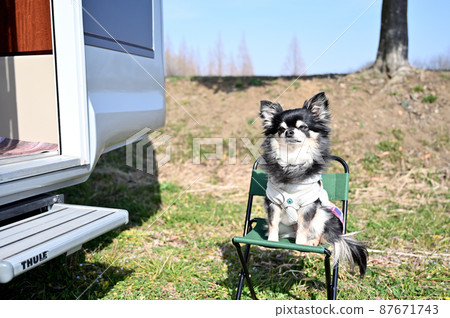 Chihuahua sitting on a camp chair and enjoying the outdoors 87671743