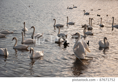 Golden hour of swans on water. Golden hour of swans on water. 87671752