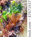 Seaweed growing on the coast 4 87671937