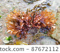 Seaweed growing on the coast 5 87672112