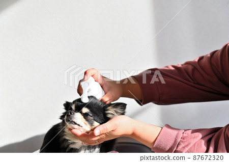 吉娃娃犬美容護理 87672320