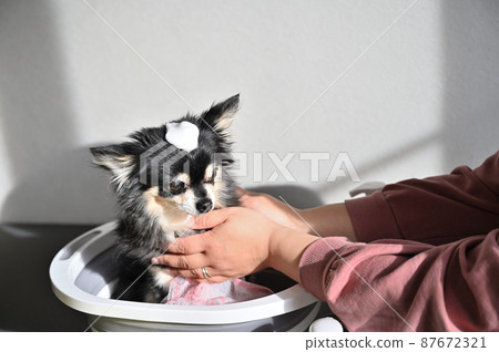 吉娃娃犬美容護理 87672321