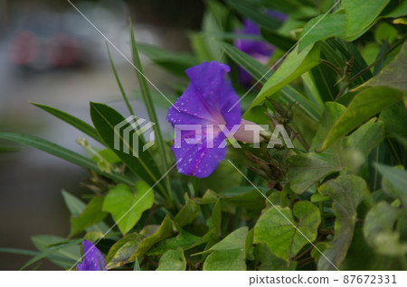 被雨擊中的牽牛花 87672331