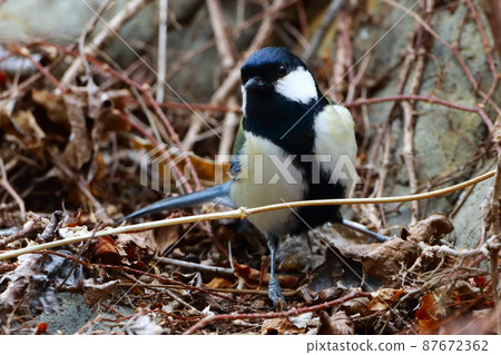 Great tit Great tit 87672362