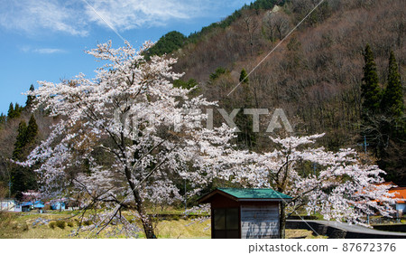 It is the spring scenery of the village. Yoshino cherry tree is in full bloom. It is a peaceful and beautiful landscape. Shimane Prefecture 87672376