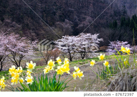 It is the spring scenery of the village. Narcissus and cherry blossoms are in full bloom. It is a peaceful and beautiful landscape. 87672397