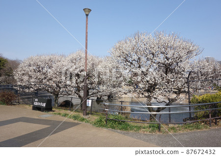 武藏國分寺公園的梅花（泉區、德愛廣場） 87672432