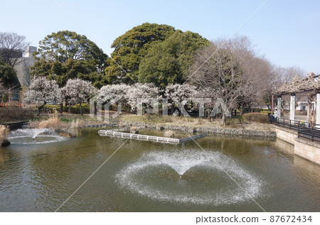 武藏國分寺公園的梅花（泉區、武藏池） 87672434