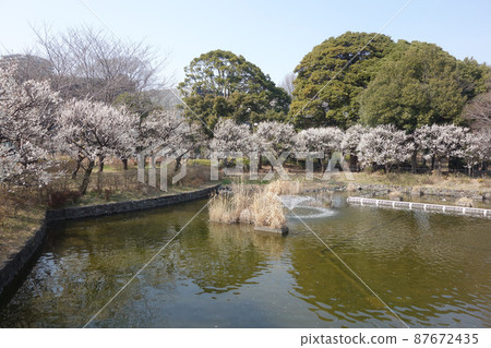 武藏國分寺公園的梅花（泉區、武藏池） 87672435