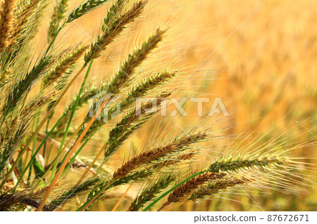 成熟的金黃色小麥穗 87672671