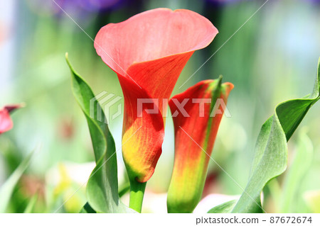 山藥、馬蹄蓮、馬蹄蓮、水芋、苞片化石、野馬鈴薯、香芋、海芋百合、慈善花 山藥、馬蹄蓮、馬蹄蓮、水芋、苞片化石、野馬鈴薯、香芋、海芋百合、慈善花 87672674