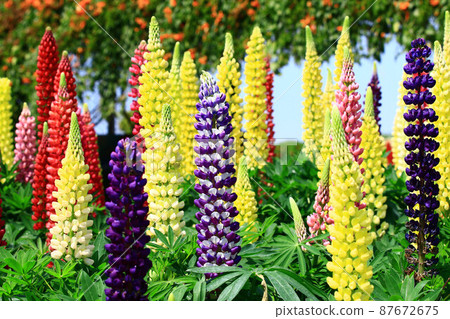 美麗的魯冰花（扇豆、山紫藤草、升紫藤草、狼豆） 87672675