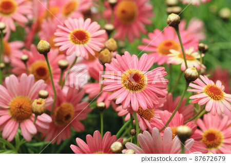 瑪格麗特雛菊, 瑪格麗特雛菊, 瑪格麗特雛菊, 瑪格麗特雛菊, 瑪格麗特雛菊, 東方菊花, 女孩花, 瑪格麗特雛菊, 瑪格麗特雛菊 瑪格麗特雛菊, 瑪格麗特雛菊, 瑪格麗特雛菊, 瑪格麗特雛菊, 瑪格麗特雛菊, 東方菊花, 女孩花, 瑪格麗特雛菊, 瑪格麗特雛菊 87672679