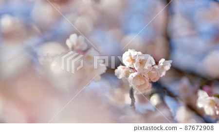 Sakura in the graduation season 87672908