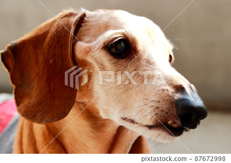 Pet miniature dachshund 87672998