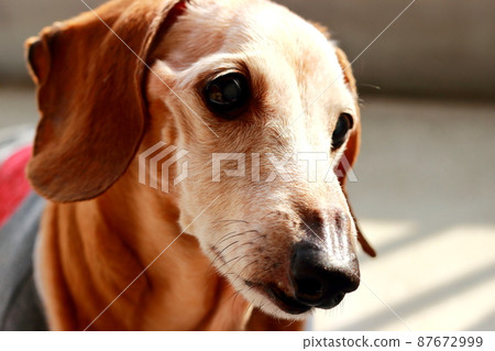 Pet miniature dachshund Pet miniature dachshund 87672999