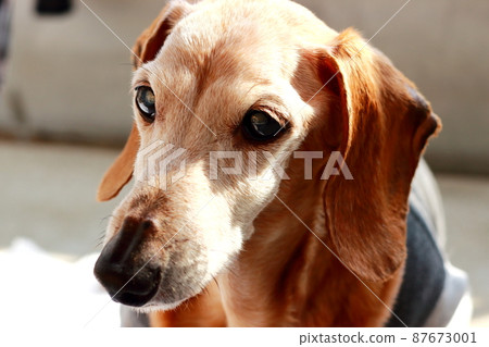 寵物迷你臘腸 87673001