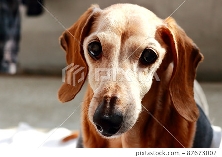 Pet miniature dachshund 87673002