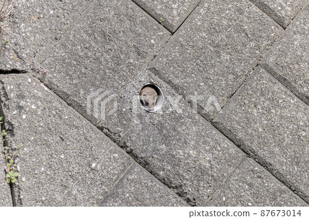 鼬從排水管露出臉 87673014