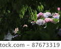 Hydrangea flower field 87673319