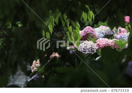 Hydrangea flower field Hydrangea flower field 87673319