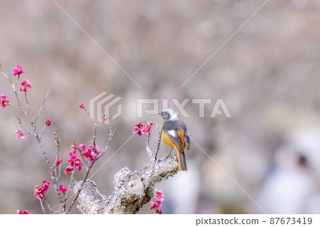 Plum and Kotobuki 87673419