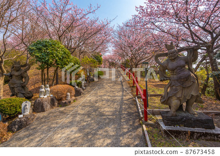 Haniwa and Sakura [Gotemba City Thank You Mountain] 87673458