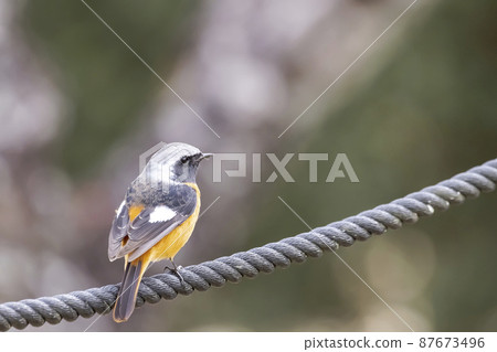 黃尾鴝 黃尾鴝 87673496