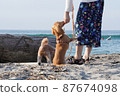 Play with dogs and beaches 87674098