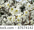 春白梅花 87674142