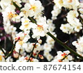 春白梅花 87674154