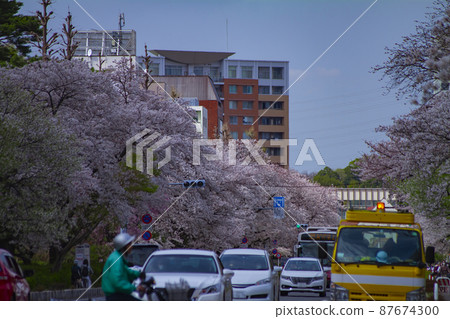 A row of cherry blossom trees on Kunitachi City / Daigaku Dori [Spring image] 87674300