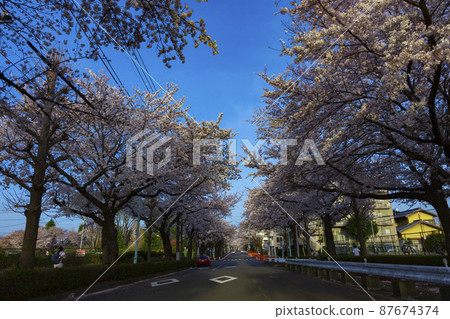 A row of cherry blossom trees on Sakura Dori, Kunitachi City [Spring image] 87674374